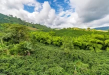 Vive el universo del café adentrándote en las fincas cafeteras